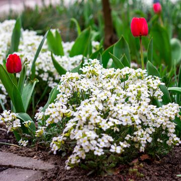 Arabis caucasica Snowball - Randjesbloem