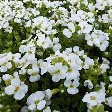 Arabis Snowcap - Randjesbloem