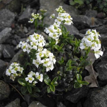 Arabis x suendermannii - Randjesbloem