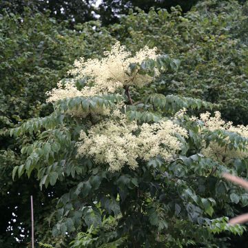 Aralia elata Golden Umbrella - Duivelswandelstok