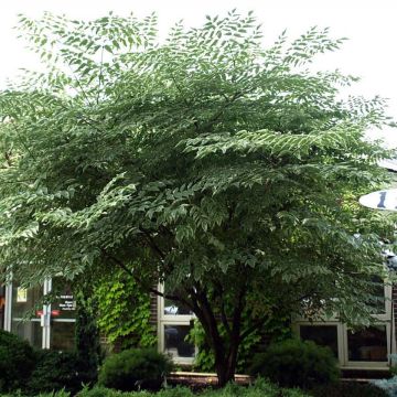 Aralia elata Silver Umbrella - Duivelswandelstok