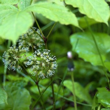 Aralia nudicaulis - naaktstengel