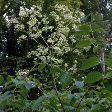 Aralia spinosa - Duivelswandelstok