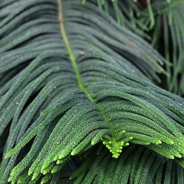 Araucaria heterophylla - Kamerden