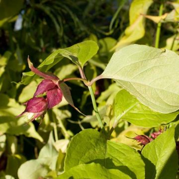 Leycesteria formosa Golden Lanterns - Fazantenbes