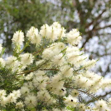 Melaleuca alternifolia - Theeboom