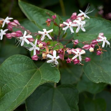 Clerodendrum trichotomum - Kansenboom