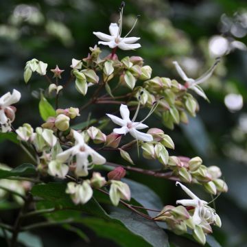 Kansenboom Fargesii - Clerodendrum trichotomum