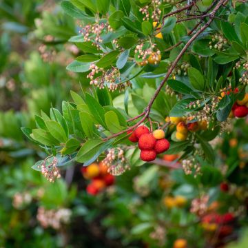 Arbutus unedo - Aardbeiboom