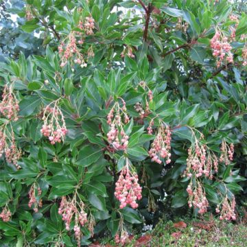 Arbutus unedo Rubra - Aardbeiboom