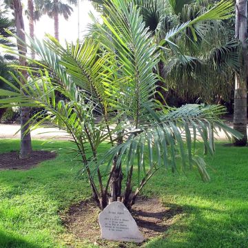 Arenga englerii - Dwergsuikerpalm