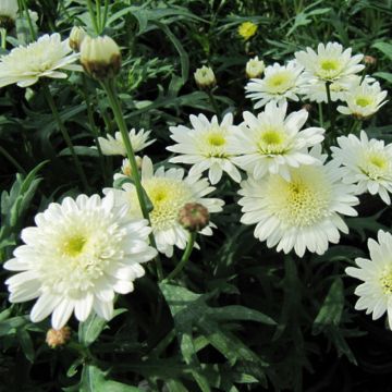 Argyranthemum Powder Puff - Struikmargriet