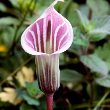 Arisaema candidissimum - Jan-op-de-preekstoel