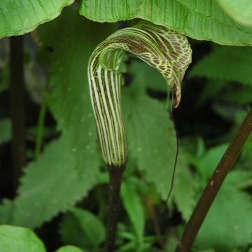 Arisaema concinnum - Jan-op-de-preekstoel
