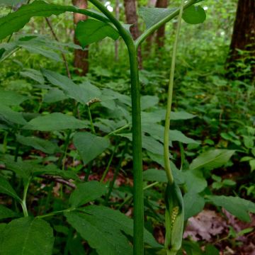 Arisaema dracontium - Cobralelie