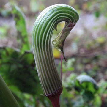 Arisaema galeatum - Cobralelie