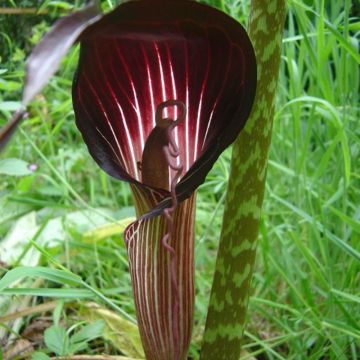 Arisaema speciosum - Cobralelie