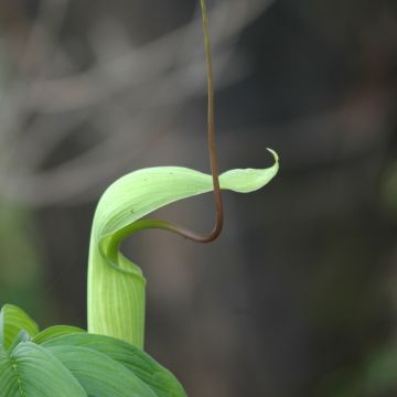 Arisaema tortuosum - Cobralelie