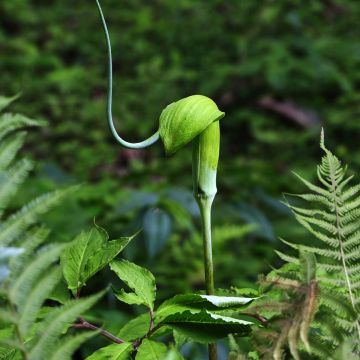 Arisaema tortuosum - Cobralelie
