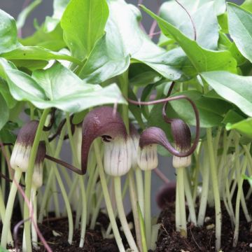 Arisarum proboscideum - Muizenstaartje