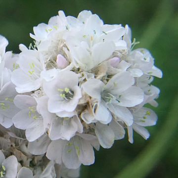 Armeria maritima Alba - Engels gras