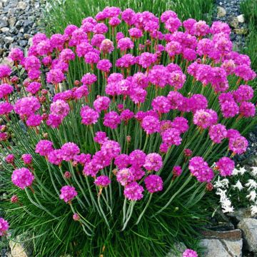 Armeria maritima Düsseldorfer Stolz - Engels gras