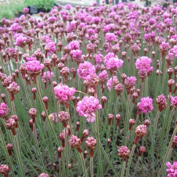 Armeria maritima Vesuvius - Engels gras