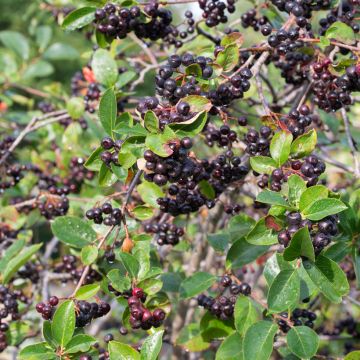 Aronia melanocarpa - Zwarte appelbes Aronia melanocarpa - Zwarte appelbes