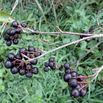 Aronia melanocarpa Professor Ed - Zwarte appelbes