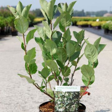 Aronia prunifolia Aron - Appelbes