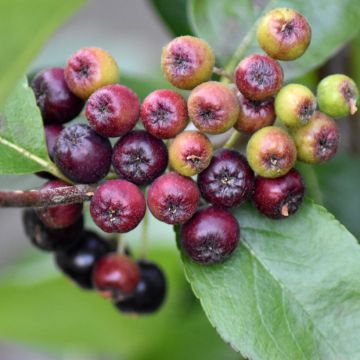 Appelbes Nero - Aronia