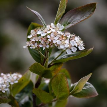 Aronia prunifolia Viking - Appelbes