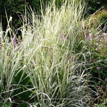 Arrhenatherum bulbosum Variegatum - Glanshaver