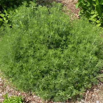 Artemisia abrotanum - Citroenkruid