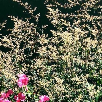 Artemisia lactiflora Guizhou - Witte bijvoet