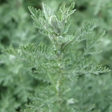 Artemisia pontica - Romeinse alant
