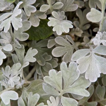 Artemisia stelleriana Boughton Silver - Alsem