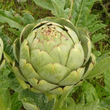 Artisjok Grote groene van Laon- Cynara scolymus