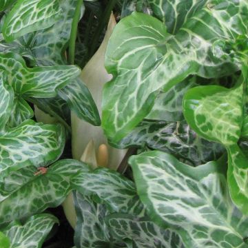 Arum italicum subsp. italicum Marmoratum - Italiaanse aronskelk