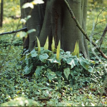 Arum maculatum - Gevlekte aronskelk