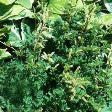 Aruncus aethusifolius - Geitenbaard