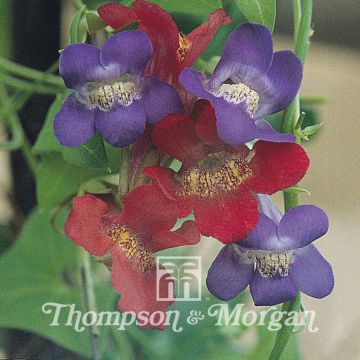 Asarina antirrhiniflora Mixed (zaad) - Leeuwenmuiltje