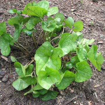 Asarum arifolium - Mansoor
