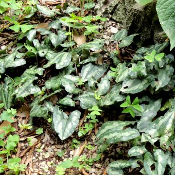 Asarum splendens - Mansoor