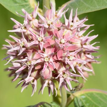 Asclepias speciosa - Zijdeplant