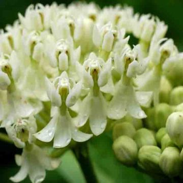 Asclepias incarnata Ice Ballet - zijdeplant rood
