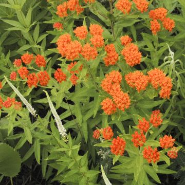 Asclepias tuberosa - Knolzijdeplant