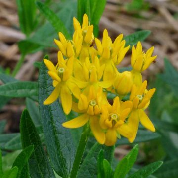Asclepias tuberosa Hello Yellow - Knolzijdeplant