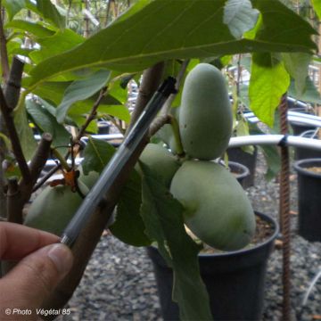 Pawpaw Prima 1216 - Asimina triloba