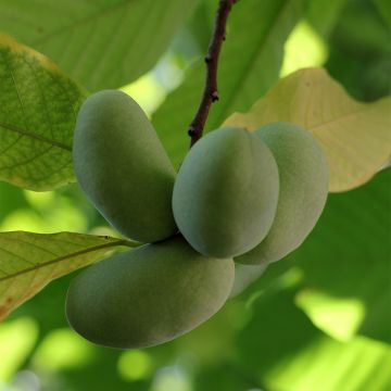 Pawpaw Shenandoah - Asimina triloba